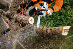 STIHL MS 201 TC-M Arborist 12+quot Chainsaw